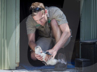 FEATURE - Zwergpinguine im Melbourne Zoo