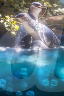 FEATURE - Zwergpinguine im Melbourne Zoo