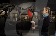 FEATURE - Dinosaurier werden für den Verkauf gestriegelt