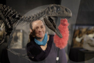 FEATURE - Dinosaurier werden für den Verkauf gestriegelt