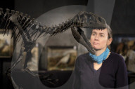FEATURE - Dinosaurier werden für den Verkauf gestriegelt