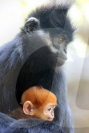 FEATURE - Kuckuckskind? Tonkin-Schwarzlangur Mutter mit ihrem Nachwuchs