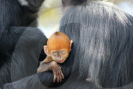 FEATURE - Kuckuckskind? Tonkin-Schwarzlangur Mutter mit ihrem Nachwuchs