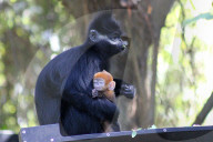 FEATURE - Kuckuckskind? Tonkin-Schwarzlangur Mutter mit ihrem Nachwuchs