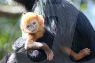 FEATURE - Kuckuckskind? Tonkin-Schwarzlangur Mutter mit ihrem Nachwuchs