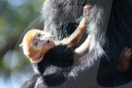 FEATURE - Kuckuckskind? Tonkin-Schwarzlangur Mutter mit ihrem Nachwuchs