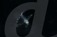 FEATURE - 'Aliens' unter Wasser