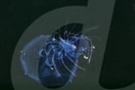 FEATURE - 'Aliens' unter Wasser