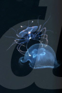 FEATURE - 'Aliens' unter Wasser