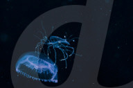 FEATURE - 'Aliens' unter Wasser