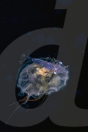FEATURE - 'Aliens' unter Wasser