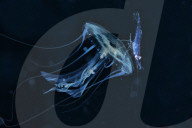 FEATURE - 'Aliens' unter Wasser