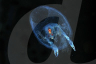 FEATURE - 'Aliens' unter Wasser