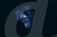 FEATURE - 'Aliens' unter Wasser