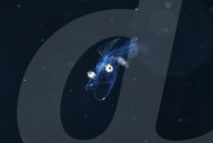 FEATURE - 'Aliens' unter Wasser