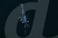 FEATURE - 'Aliens' unter Wasser