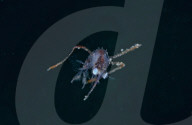 FEATURE - 'Aliens' unter Wasser