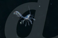 FEATURE - 'Aliens' unter Wasser