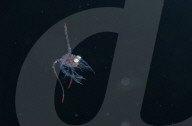 FEATURE - 'Aliens' unter Wasser