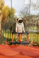 FEATURE - WonderWoof macht Hunde glücklich