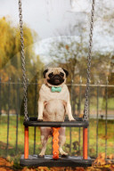 FEATURE - WonderWoof macht Hunde glücklich