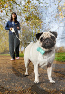 FEATURE - WonderWoof macht Hunde glücklich