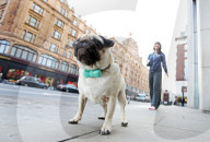 FEATURE - WonderWoof macht Hunde glücklich