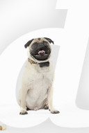 FEATURE - WonderWoof macht Hunde glücklich