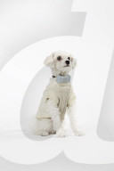 FEATURE - WonderWoof macht Hunde glücklich