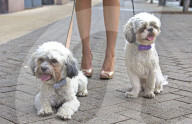 FEATURE - WonderWoof macht Hunde glücklich