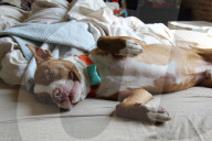 FEATURE - WonderWoof macht Hunde glücklich