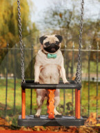 FEATURE - WonderWoof macht Hunde glücklich