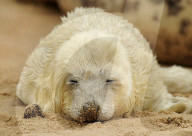 FEATURE - Knuffig dieses Robben Baby