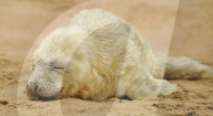 FEATURE - Knuffig dieses Robben Baby