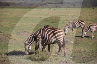 FEATURE - Dieses Zebra hat einen Höcker fast wie ein Dromedar