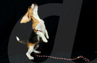 FEATURE - Beagle Rosie und Shadow werben für den Across Australia Walk
