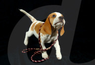 FEATURE - Beagle Rosie und Shadow werben für den Across Australia Walk