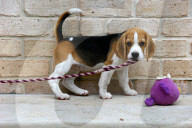FEATURE - Beagle Rosie und Shadow werben für den Across Australia Walk
