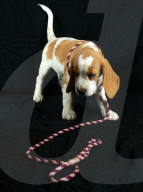 FEATURE - Beagle Rosie und Shadow werben für den Across Australia Walk