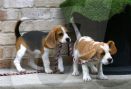 FEATURE - Beagle Rosie und Shadow werben für den Across Australia Walk