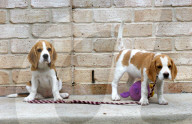 FEATURE - Beagle Rosie und Shadow werben für den Across Australia Walk