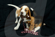 FEATURE - Beagle Rosie und Shadow werben für den Across Australia Walk