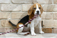 FEATURE - Beagle Rosie und Shadow werben für den Across Australia Walk