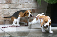FEATURE - Beagle Rosie und Shadow werben für den Across Australia Walk