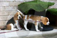 FEATURE - Beagle Rosie und Shadow werben für den Across Australia Walk