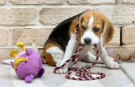 FEATURE - Beagle Rosie und Shadow werben für den Across Australia Walk