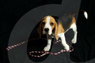 FEATURE - Beagle Rosie und Shadow werben für den Across Australia Walk