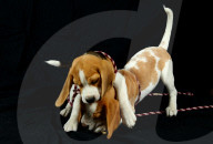 FEATURE - Beagle Rosie und Shadow werben für den Across Australia Walk