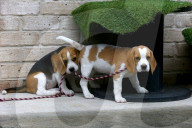 FEATURE - Beagle Rosie und Shadow werben für den Across Australia Walk