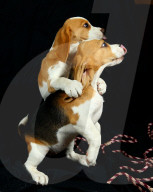 FEATURE - Beagle Rosie und Shadow werben für den Across Australia Walk